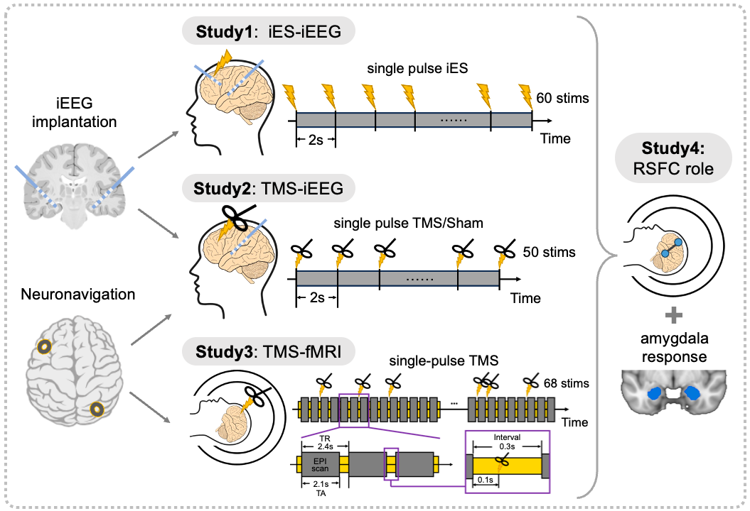 Invasive and Noninvasive Causal Evidence of Amygdala Engagement by DLPFC Stimulation